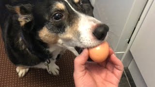 Egg in dogs mouth! Challenge accepted.