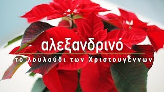 🌺 Αλεξανδρινό, το λουλούδι των Χριστουγέννων - Τα Μυστικά του Κήπου