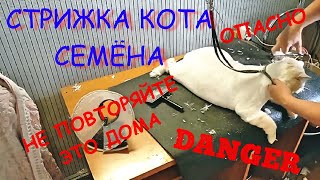 Большой, рыжий и опасный! Стрижка кота Семёна