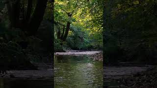 Relaxing Sunny River & Birdsong. Full 4K 3 Hour experience on my channel.  #relax #forest #nature