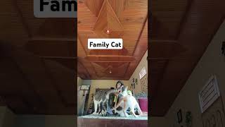 Family #cat #catlover #catvideos