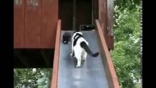 Мама кошка собирает котят на детской горке. Mom collects cat kittens on children's slide.