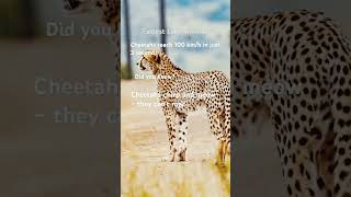 The Surprising Truth About Cheetahs | Fastest Animal | Amazing facts about cheetah #viralshort