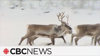 N.W.T. appeal court reserves decision in how Colville Lake caribou are managed