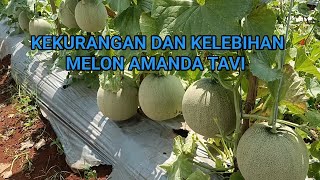 KEKURANGAN DAN KELEBIHAN MELON AMANDA TAVI #melon #amanda