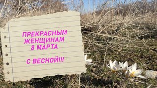 ВЕСЕННИЕ ЦВЕТЫ К ПРАЗДНИКУ 8 МАРТА !!! SPRING FLOWERS FOR MARCH 8 HOLIDAY !!!