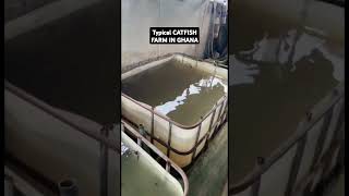 A Lucrative Business in Ghana 🇬🇭 #businessinGhana #catfishfarming #Accra #fishfarmingbusiness