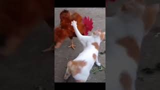 cat fighting with hen😂😂