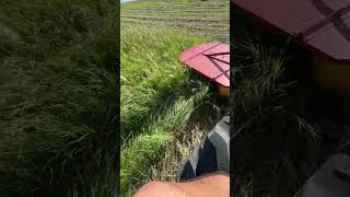 Harvesting grass hay for the cows so we can feed them next winter #farming #makinghay #hay