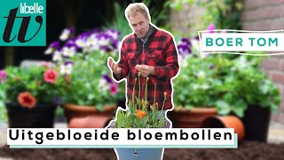 Dit kan je doen met uitgebloeide bloembollen - Boer Tom