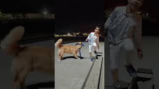 #song #music #singer #newsong #love #ytshorts #dance #goldendog #dog #funny