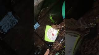 🔴 DAPAT LAGI IKAN BETUTU (IKAN UBI) 2 EKOR LANGSUNG, HASIL BUBU, SPOT IKAN BETUTU #short #viralvideo