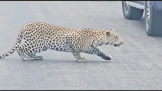 06-LEOPARD TRIED TO HUNT