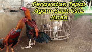 Tips Merawat Ayam Muda Agar Tetap Sehat