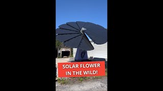 Solar Flowers DO EXIST #shorts