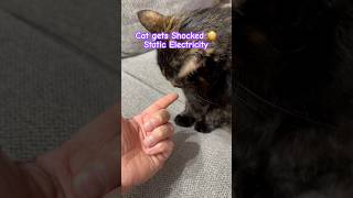 Cat gets Shocked 😳Static Electricity #love #funny #shorts ❤️🐈‍⬛😻