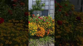 Flowers #shortvideo #flowers #plant #beautiful