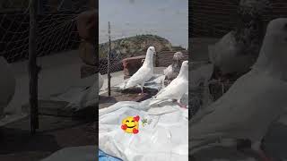 #kabutar #pigeon #pigeons #g #birds #pigeonpose #h #kabutarbazi #highflyerpigeons #bird #pigeonlove