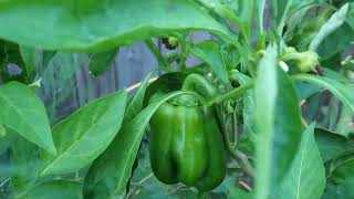 Peppers Growing Everywhere!🫑🌱😊#peppers #enjoygardening #growyourownfood #jalapeno #bellpeppers