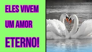 O AMOR ESTÁ NO AR! Veja 6 animais mais fiéis do reino animais! (especial Dia dos Namorados)