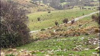 Lobo ibérico junto a vacas en Segovia