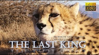 Wild life of Iran: The life story of the Asian cheetah/ " حیات وحش ایران" داستان زندگی یوزپلنگ ها