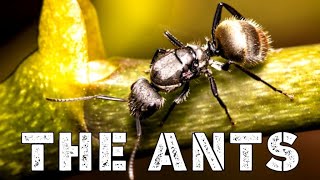 THE ANTS FACTS ABILITY LIFESTYLE FAMILY ATTACKS SCIENTIFIC CLASSIFICATION