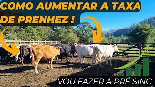 Como AUMENTAR a TAXA DE PRENHEZ !