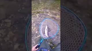 BIG brown trout ATTACK 🔝 total view #shorts #youtube #youtubeshorts #viral #viralvideo #fishing