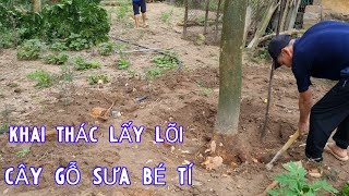 Cây Sưa Bé Tẹo Mới 10 Năm Tuổi Nhưng Lõi Rất Đẹp Và Đạt Lõi Bị Chủ Nhân Chặt Hạ Lấy Lõi