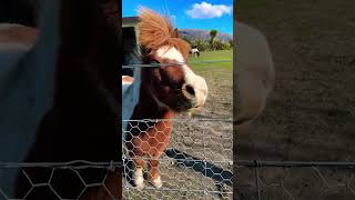 Pony’s at petting Park ￼