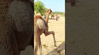 Cutest 🥰 Baby Camel