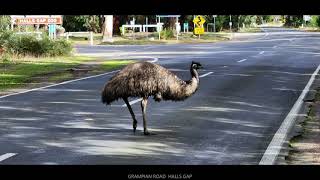 EMU HALLS GAP