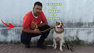 chegada da Pit Bull Moana em recife