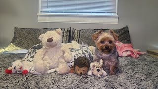 "Rylie on the Run: Playtime with Her Favorite Toys!" #yorkies #goodmorning #viralvideo #Rylie