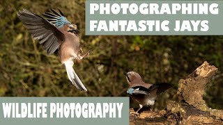 PHOTOGRAPHING FANTASTIC JAYS/UK BIRD PHOTOGRAPHY