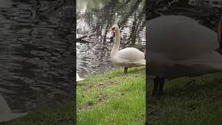 🦢 swan in bundek #schengenvisa #croatia