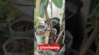 MANGGA DALAM PLANTER BLACK BERBUNGA LEBAT APA RAHASIANYA