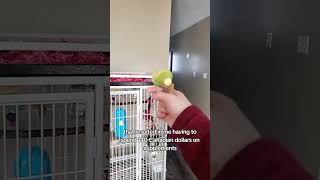 Budgies are not Children's Pets