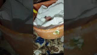 how to handfeed sparrow chick | finch chick handfeeding | small chick handfeed