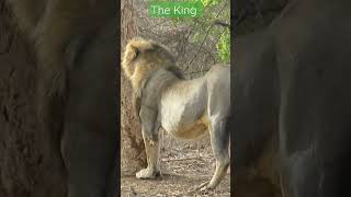 Asiatic lion crossing the jeep| #indianwildlife #safari #wildlifesafari #girnationalpark #lion #king