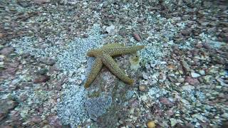 Clearwater Starfish