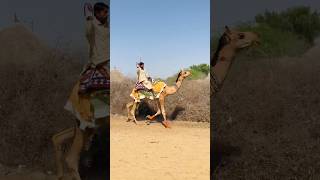 Race to the camel village #shorts