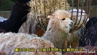 Alpaca - You got some hay on your back and let me pick them for you.