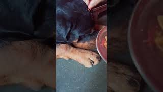 #motherlove #rottweiler #doglover #viralvideo