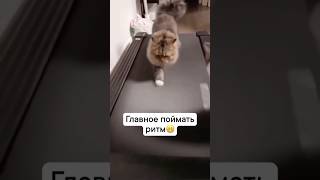 Спортивный котик 🐈 #коты#шортсы#топчик#shortvideo#смешныевидео#тренды