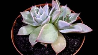 Botanic - Echeveria varieties