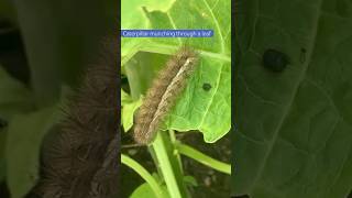 Caterpillar eating a big Angel Trumpet leaf