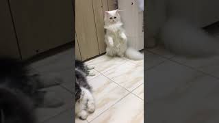 Standing Cat Whitey