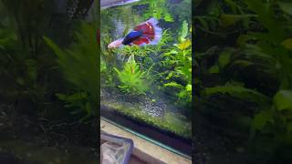 Betta Breeding #bettafish #betta #trending #youtube